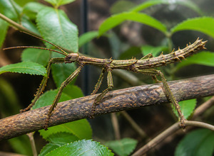 Patyczak rogaty (Heteropteryx dilatata)