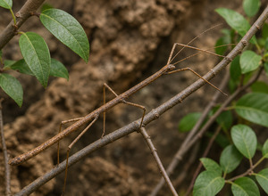 Patyczak wietnamski (Medauroidea extradentata)