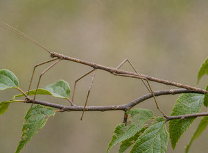 Patyczak