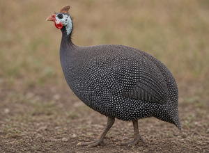 Perliczka