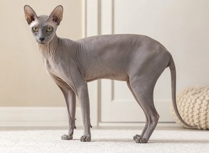 Peterbald
