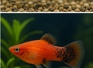 Platka (Xiphophorus maculatus)