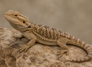 Pogona henrylawsonii (miniaturowa brodata jaszczurka)