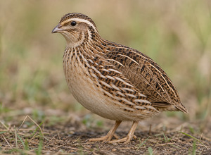Przepiórka