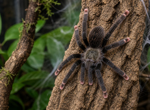Ptasznik drzewny różowy (Avicularia avicularia)