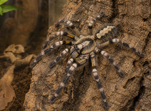 Ptasznik ornamentalny (Poecilotheria regalis)