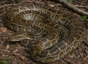 Pyton tygrysi (Python molurus / Python bivittatus)
