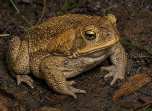 Ropucha aga (Rhinella marina)