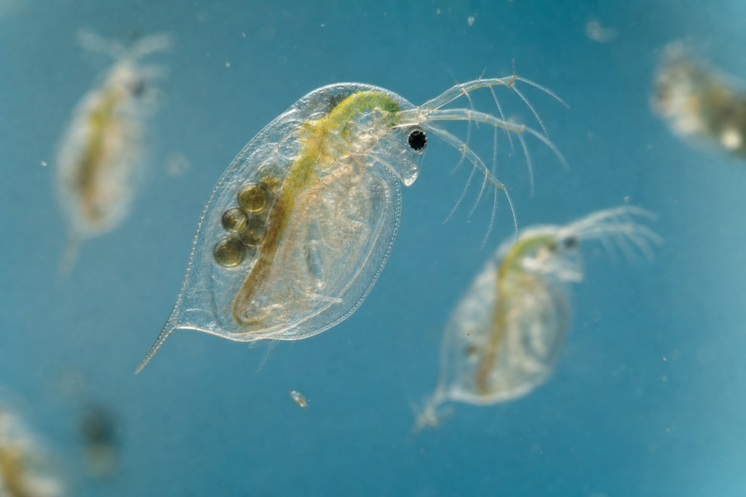Rozwielitka / dafnia (Daphnia)