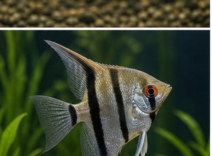 Skalar (Pterophyllum scalare)