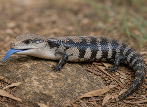 Skink niebieskojęzyczny (Tiliqua scincoides)