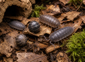Stonogi ozdobne (Armadillidium vulgare, Porcellio scaber)