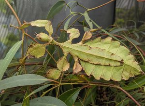 Straszyk australijski (Extatosoma tiaratum)