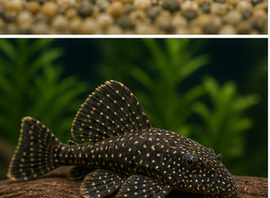 Sumik akwariowy (Ancistrus sp.)