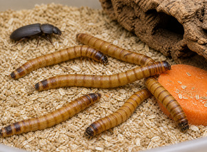 Superworm (Zophobas morio) — hodowla larw jako alternatywa dla mącznika