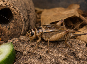 Świerszcz bananowy (Gryllus assimilis)