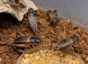 Świerszcz domowy (Acheta domesticus)