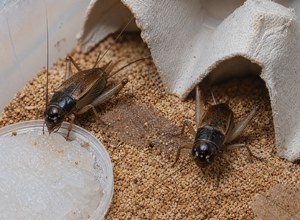 Świerszcz śródziemnomorski (Gryllus assimilis / Gryllus bimaculatus)