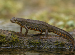 Traszka (Triturus sp.)