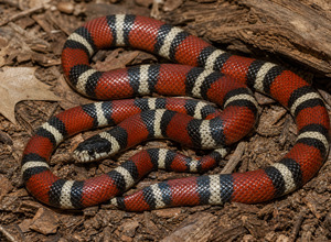 Wąż mleczny (Lampropeltis triangulum)