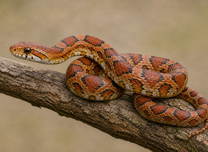 Wąż zbożowy (Pantherophis guttatus)