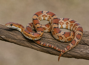 Wąż zbożowy (połoz zbożowy)