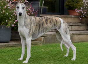 Whippet