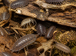 Wij / równonóg jako karma (Porcellio, Armadillidium — prosionki i stonogi)