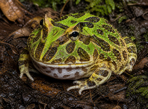 Żaba rogata / Pacman (Ceratophrys ornata)