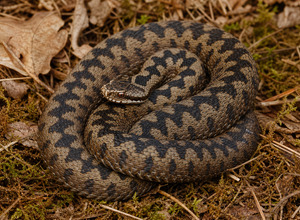 Żmija (Vipera berus) — DLA ZAAWANSOWANYCH