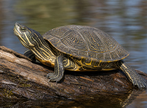 Żółw mapowy (Graptemys spp.)