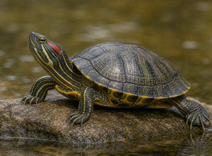 Żółw ozdobny (Trachemys scripta)