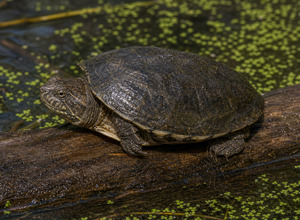 Żółw piżmowy (Sternotherus odoratus)